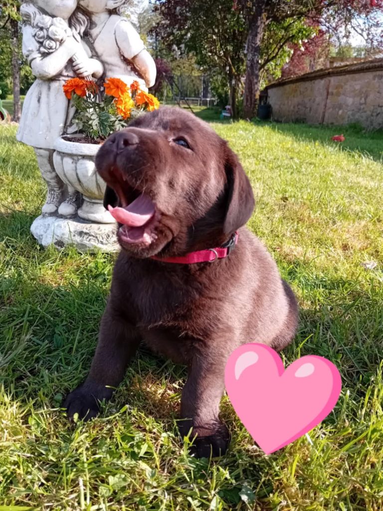 Du Domaine De Daisy - Chiots disponibles - Labrador Retriever