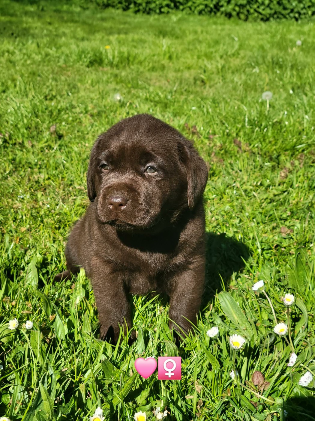 Du Domaine De Daisy - Chiots disponibles - Labrador Retriever