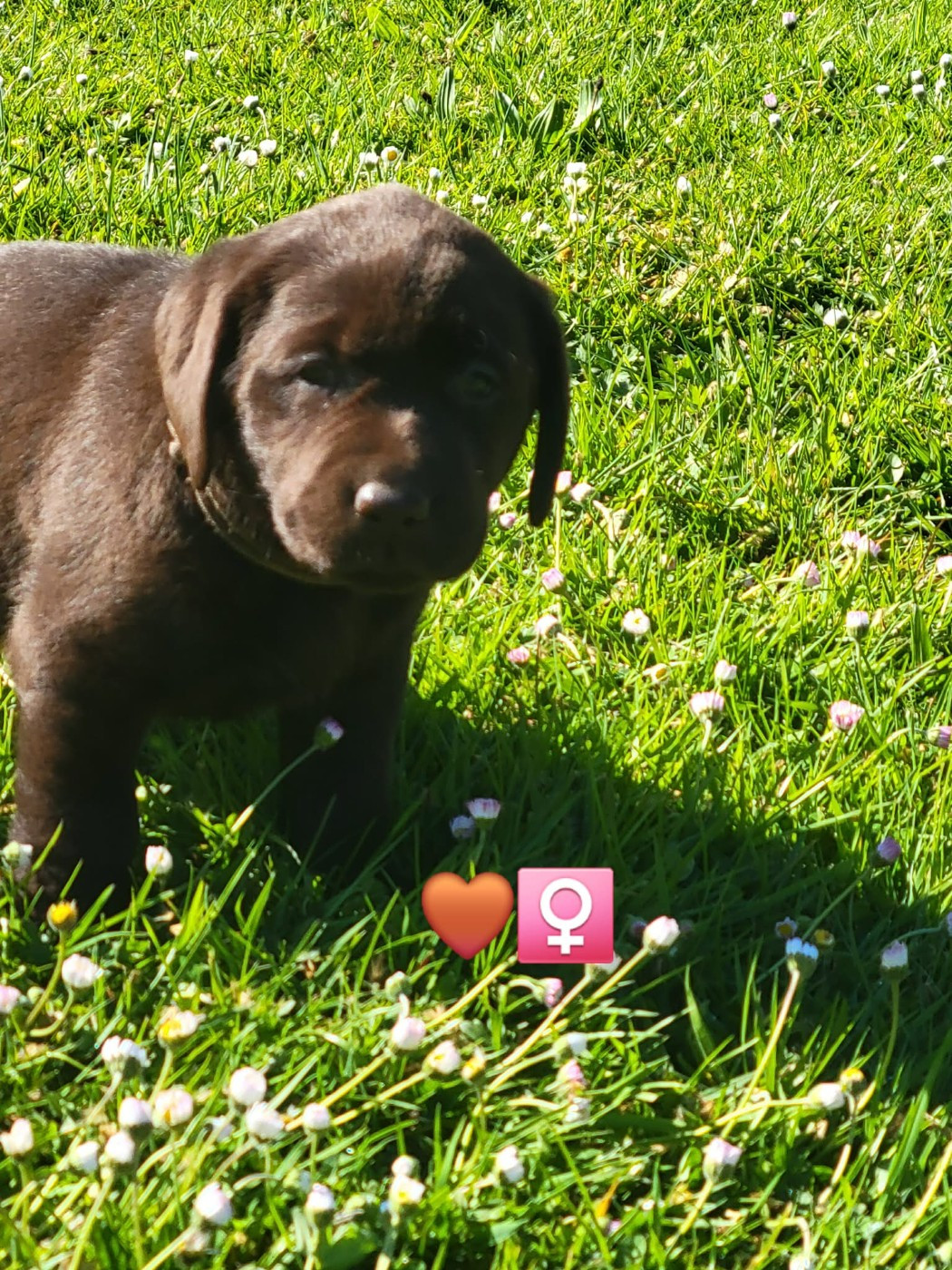 Du Domaine De Daisy - Chiots disponibles - Labrador Retriever