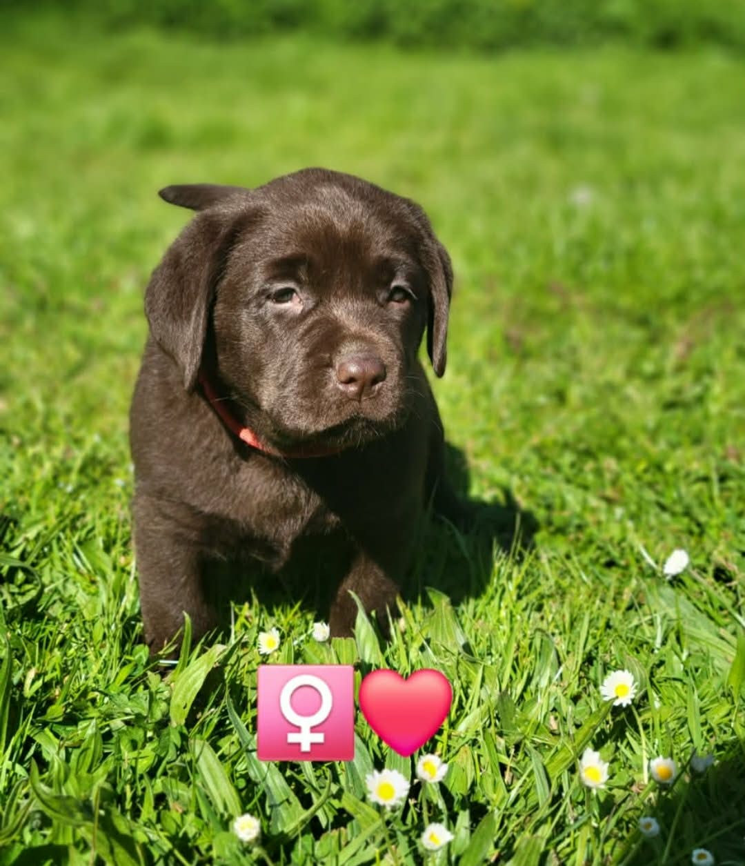 Du Domaine De Daisy - Chiots disponibles - Labrador Retriever