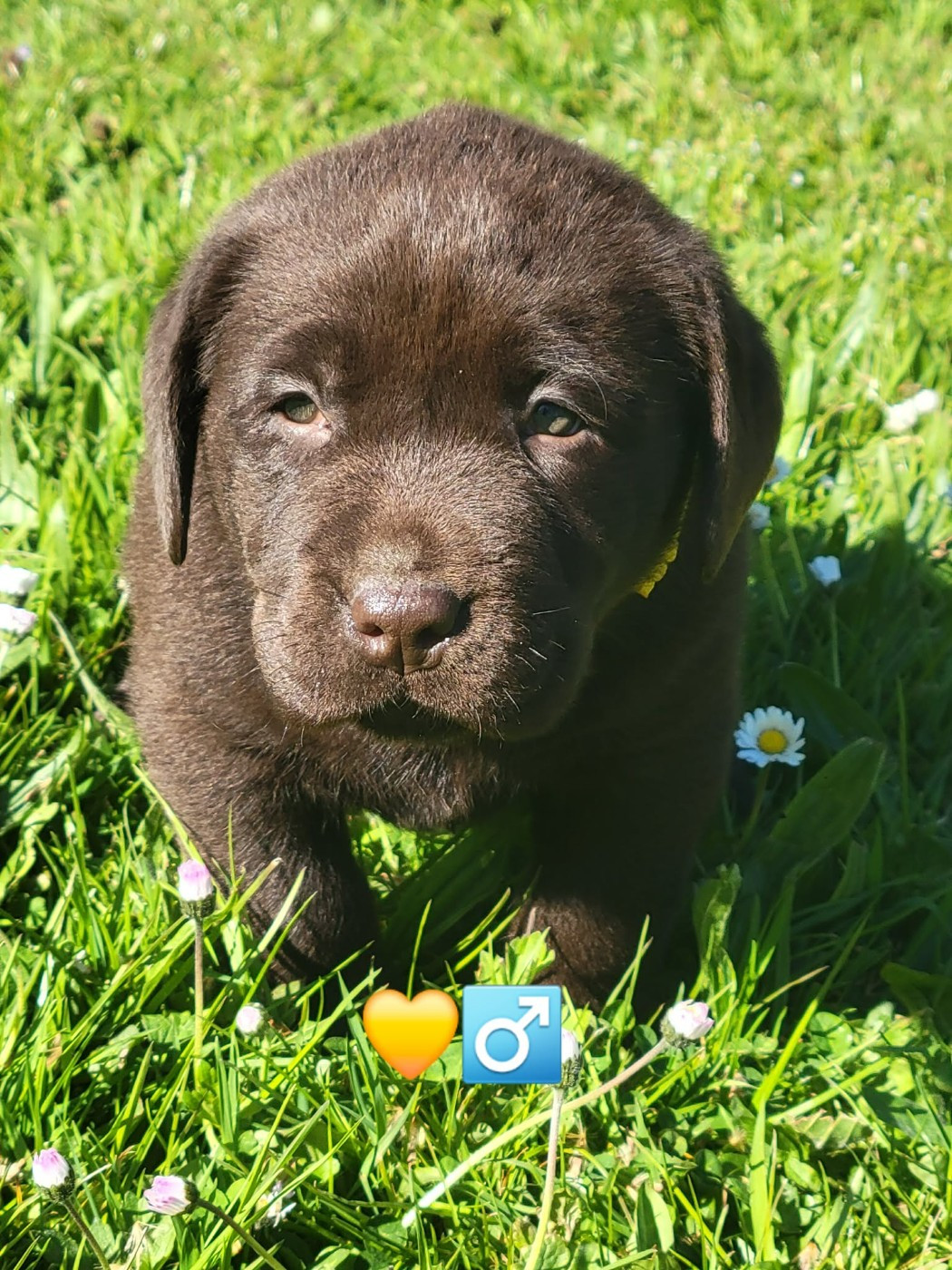 Du Domaine De Daisy - Chiots disponibles - Labrador Retriever