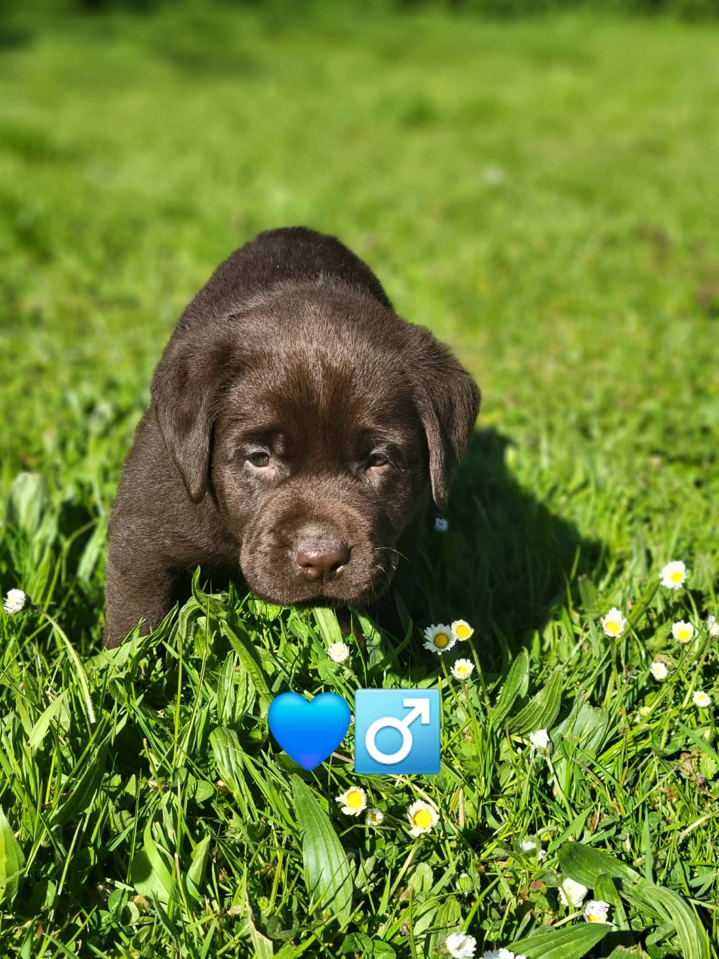 Du Domaine De Daisy - Chiots disponibles - Labrador Retriever