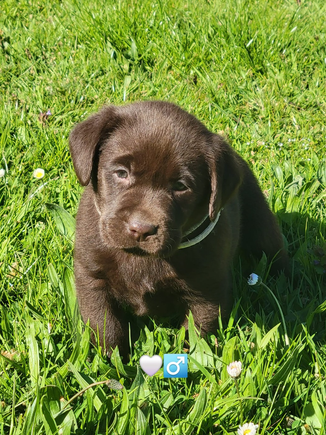 Du Domaine De Daisy - Chiots disponibles - Labrador Retriever