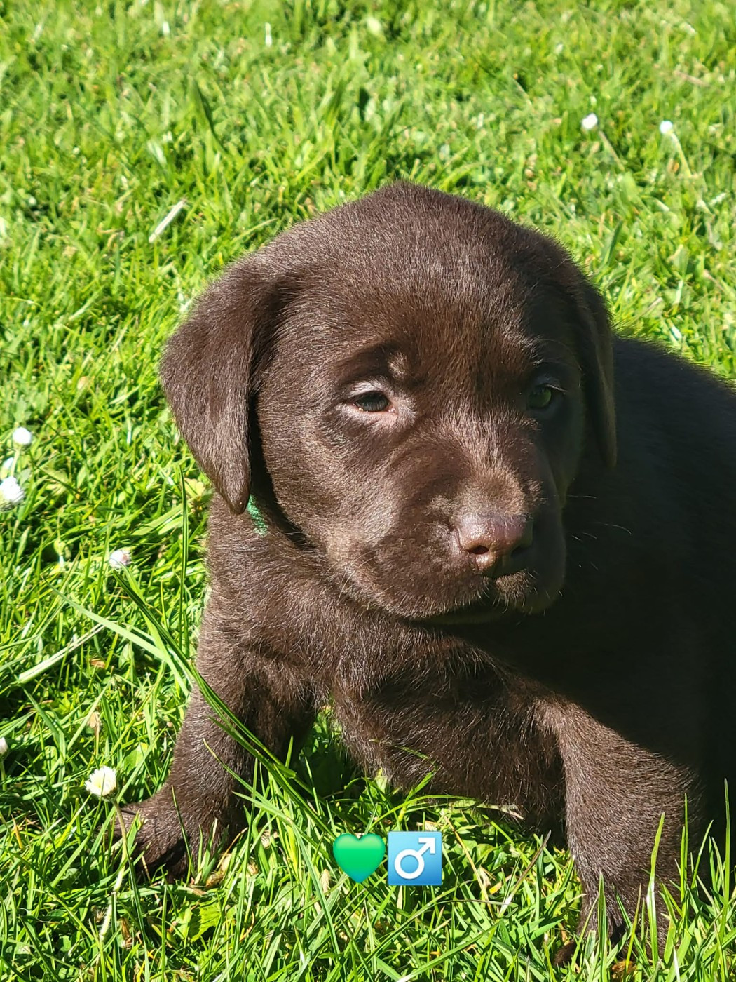 Du Domaine De Daisy - Chiots disponibles - Labrador Retriever