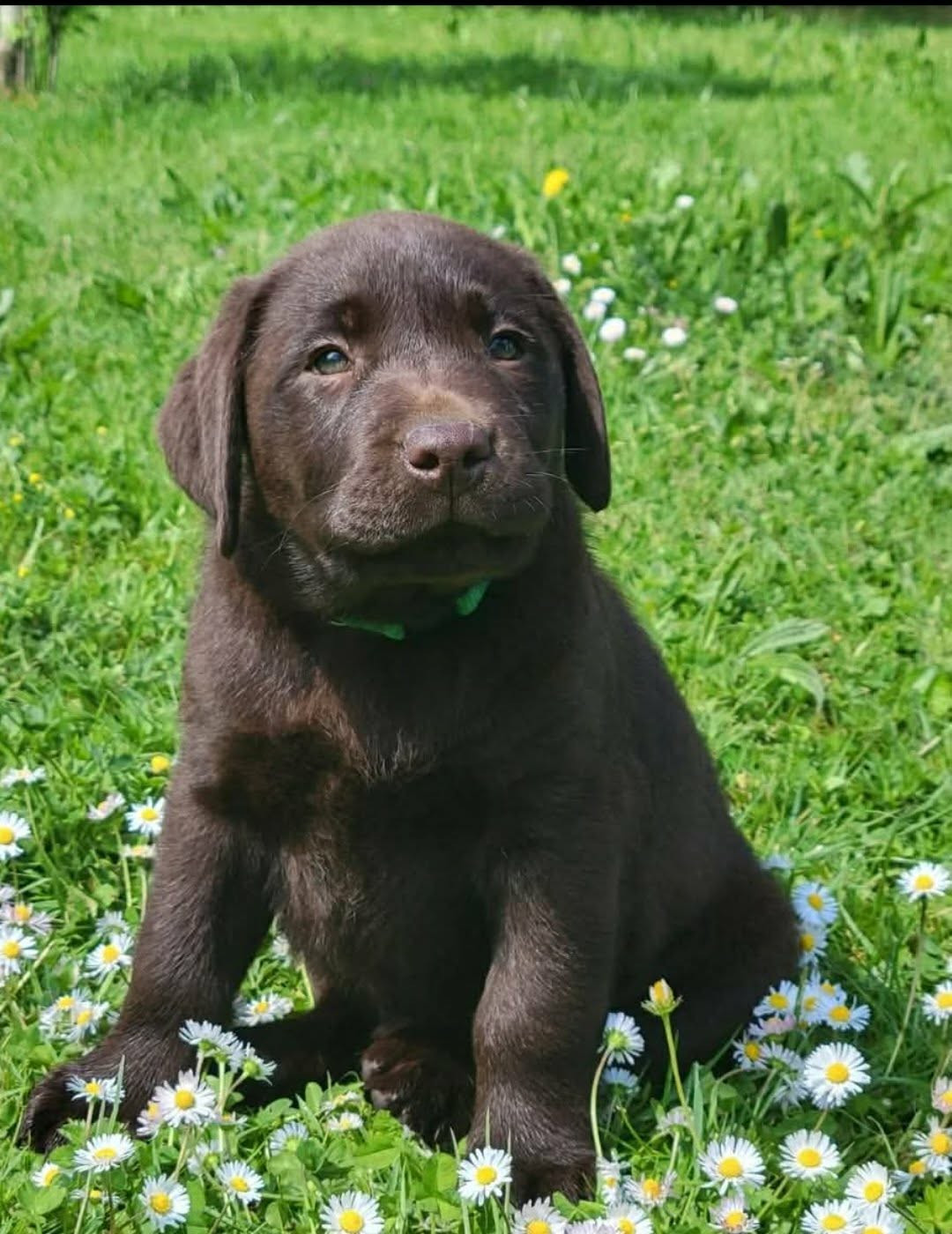 Du Domaine De Daisy - Chiots disponibles - Labrador Retriever