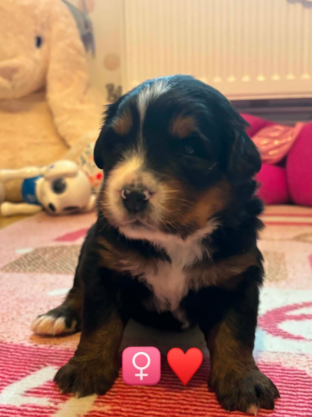 Du Domaine De Daisy - Chiots disponibles - Bouvier Bernois