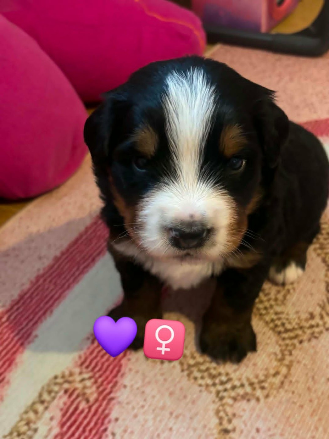 Du Domaine De Daisy - Chiots disponibles - Bouvier Bernois