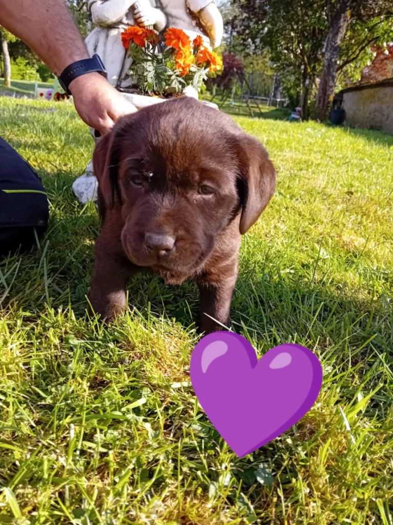 Du Domaine De Daisy - Chiots disponibles - Labrador Retriever