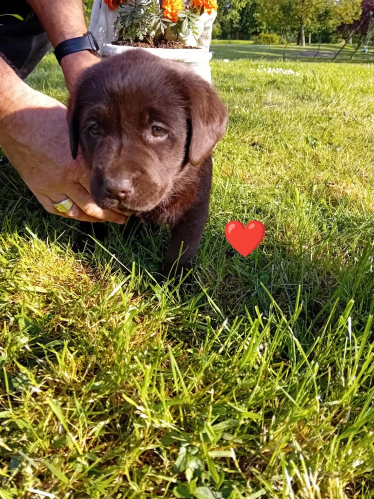 Du Domaine De Daisy - Chiots disponibles - Labrador Retriever