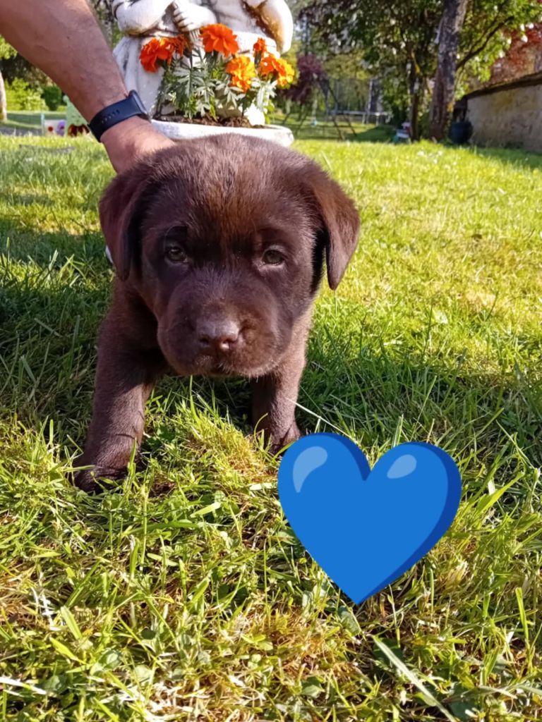 Du Domaine De Daisy - Chiots disponibles - Labrador Retriever
