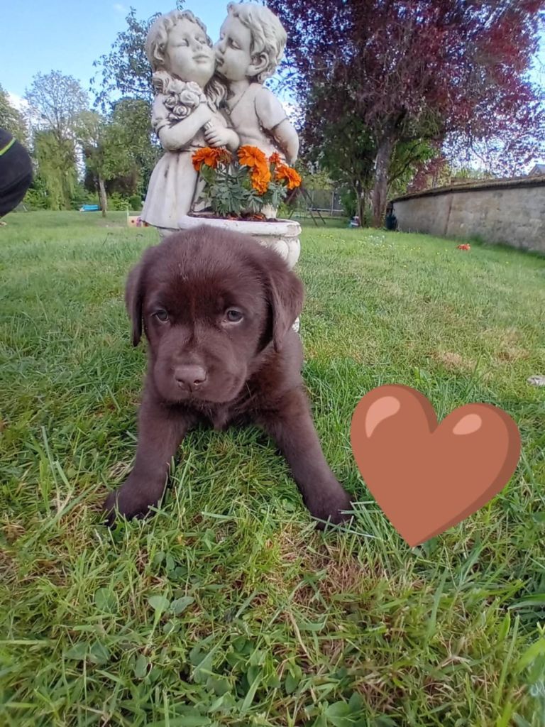 Du Domaine De Daisy - Chiots disponibles - Labrador Retriever