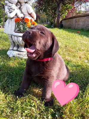 CHIOT rose