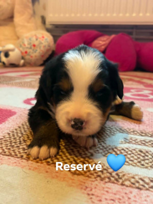 CHIOT 1