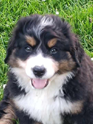 CHIOT 3