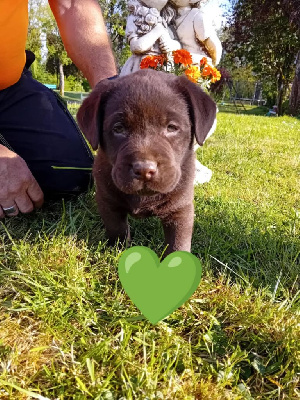 CHIOT vert