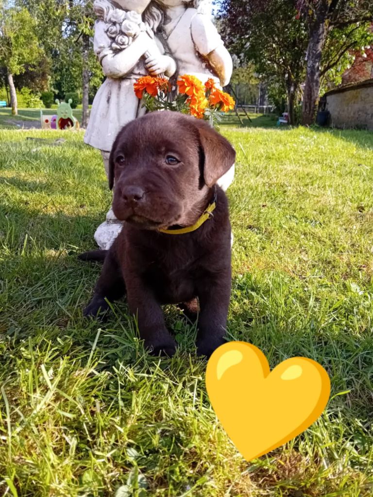 Du Domaine De Daisy - Chiots disponibles - Labrador Retriever