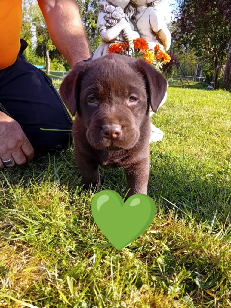 Du Domaine De Daisy - Chiots disponibles - Labrador Retriever