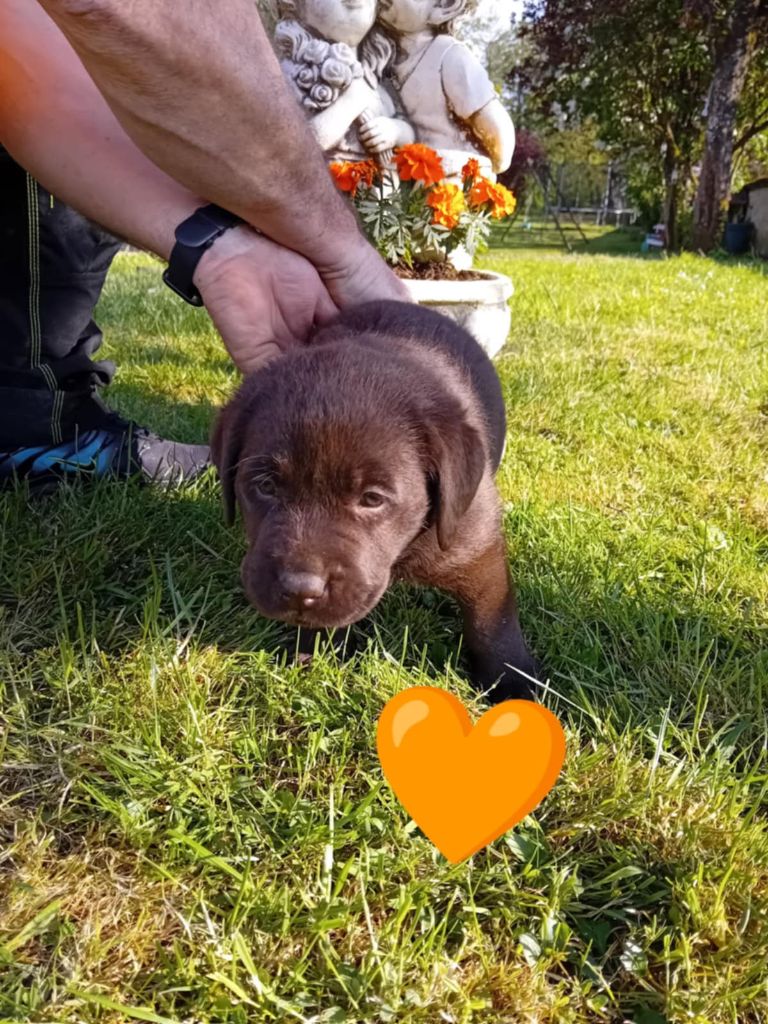 Du Domaine De Daisy - Chiots disponibles - Labrador Retriever